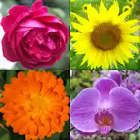 Flowers Quiz – Identify Plants Mod APK (Unlimited Money) v3.1.0