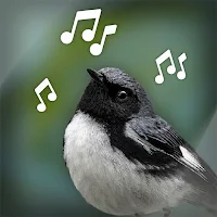 Bird Sounds MOD APK v1.0.0 (Unlocked)