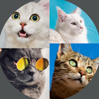 Cat Breeds: Quiz MOD APK v1.2.13 (Unlimited Money)