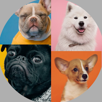 Dog Breeds: Quiz MOD APK v1.2.13 (Unlimited Money)