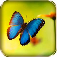 Butterflies Live Wallpaper MOD APK v1.12 (Unlocked)