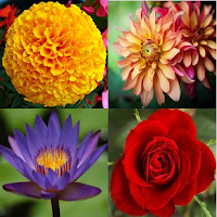 Flower identifier MOD APK v6.1.8 (Unlocked)